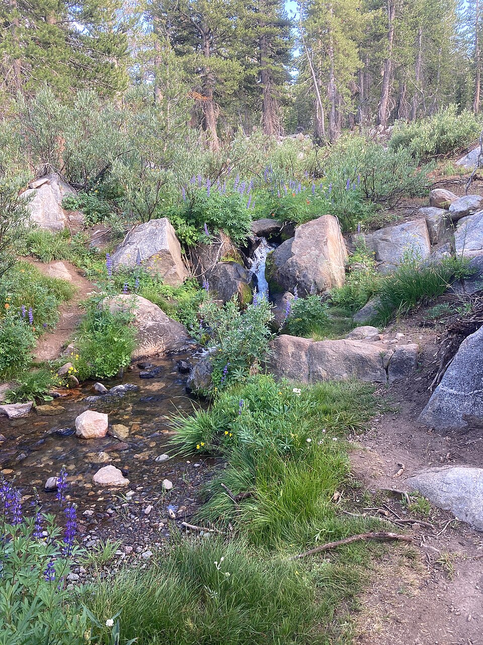 Creek in Carson-Iceberg Wilderness
