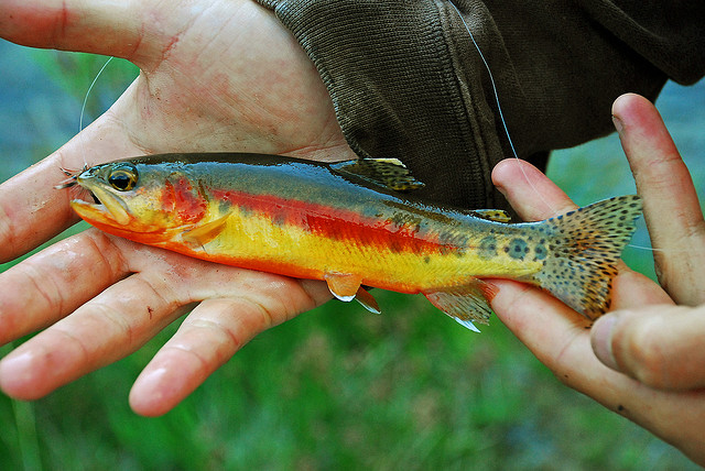 California golden trout held briefly in wet hands