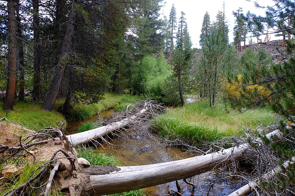 Golden Trout Creek through forest and meadow grass
