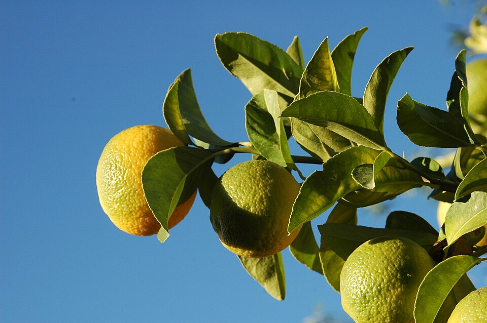 Ripe lemons growing on a lemon tree