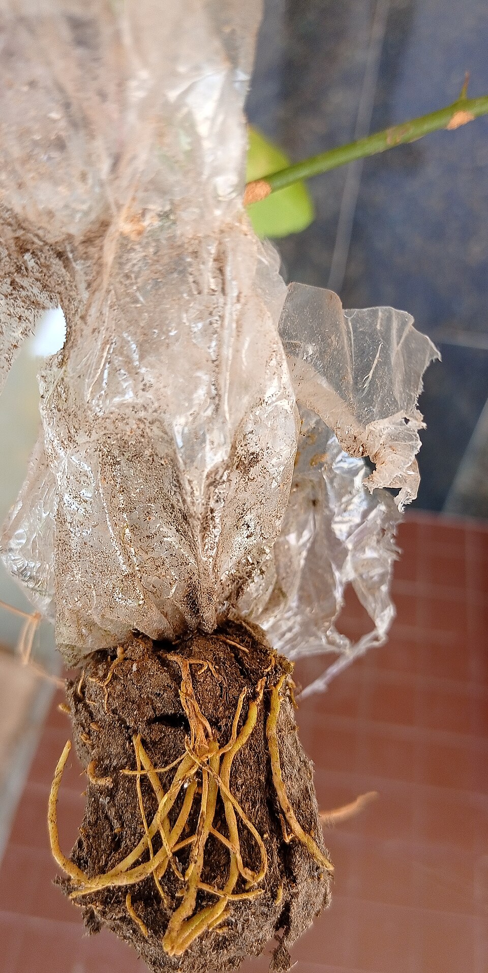 Lemon plant roots